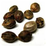 Семена марихуаны АК-47  (Seeds AK-47) в Черняховске